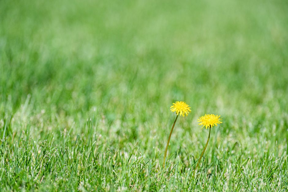 Lawn care and weed control application